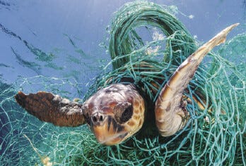 turtle swimming in the sea